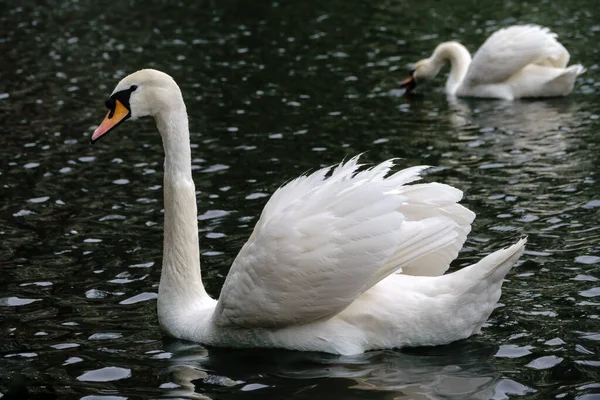 Graceful White Swan Swimming Lake Dark Water White Swan Reflected — Stock Photo, Image