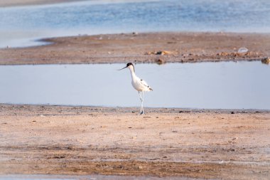 Fareli köyün avocet 'i, Recurvirostra avosetta, uzun, ters dönmüş gagalı ve uzun, mavimsi bacaklı büyük siyah ve beyaz bir balıkçıdır.