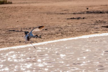 Su kuşu avocet, lat. Recurvirostra avosetta, gölün üzerinde uçuyor. Fareli köyün avocet 'i, uzun, ters dönmüş gagalı ve uzun, mavimsi bacaklı büyük siyah beyaz bir yağmurluktur.