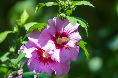 Hibiscus Moscheutos 'un pembe çiçekleri yakın plan bitki örtüsü. Hibiscus moscheutos, bataklık amfibiği, gül gülü amber çiçeği.