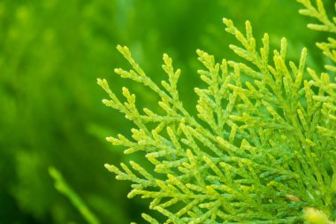 Yeşil dallar ve bir thuja ağacının taze yaprakları. Arkaplan resmi.