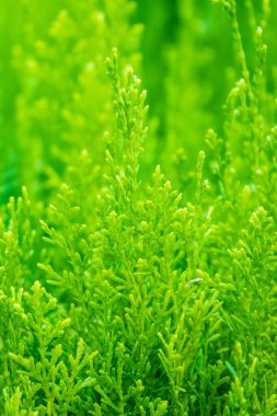 Yeşil dallar ve bir thuja ağacının taze yaprakları. Arkaplan resmi.