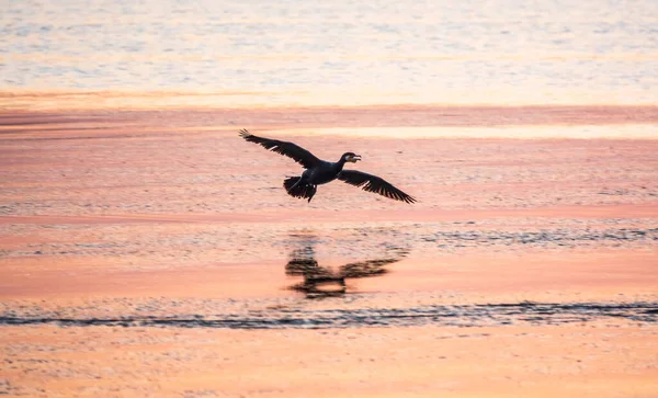 Svart Skarv Flyger Över Havet Vacker Rosa Solnedgång Den Stora — Stockfoto