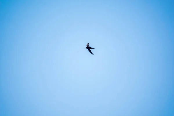 Gyakori Swift Apus Apus Repül Tiszta Kék Háttér Egy Napos — Stock Fotó