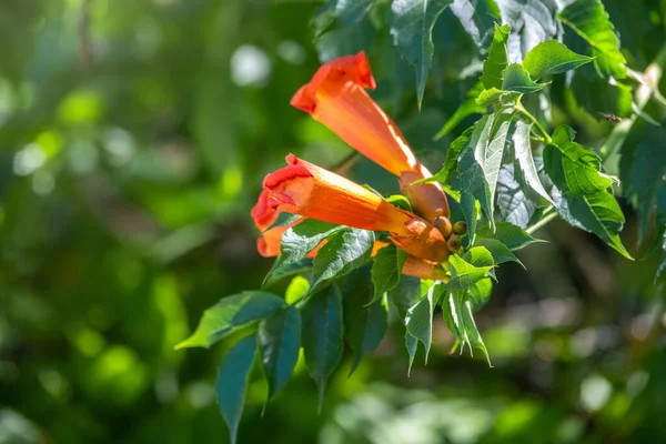 Красные Цветы Campsis Grandiflora Расцвете Летом Campsis Grandiflora Широко Известная — стоковое фото