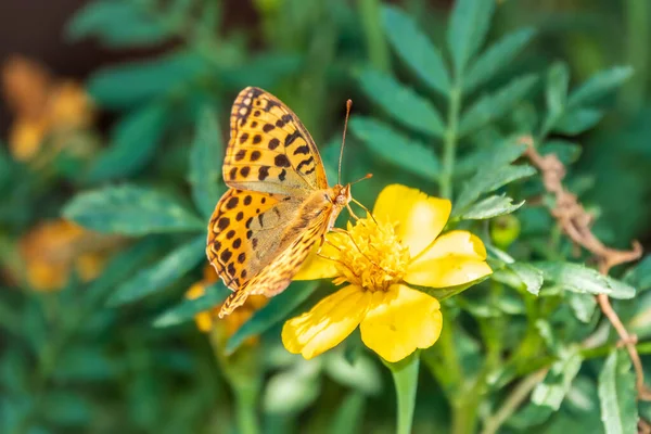 Бабочка Королева Испанской Фрикадельки Лат Иссория Латония Сидящая Жёлтом Цветке — стоковое фото