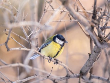 Cute bird Great tit, songbird sitting on a branch without leaves in the autumn or winter. Parus major