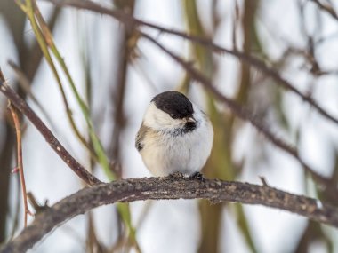 Cute bird The willow tit, song bird sitting on a branch without leaves in the winter. Willow tit perching on tree in winter. The willow tit, lat. Poecile montanus.