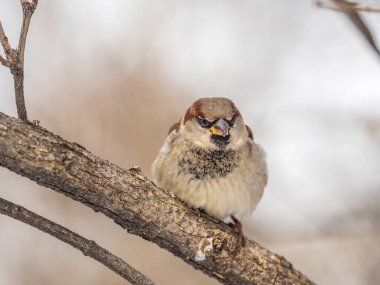 Sparrow yaprakları olmayan bir dalda oturuyor. Sonbaharda ya da kışın bir dalda serçe
