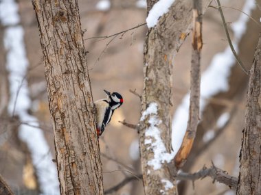 Küçük ağaçkakan ağaç gövdesine oturur. Ağaçkakan kışın, büyük benekli ağaçkakan Dendrocopos ana ağaçkakanı karla büyük bir ağaçtan yiyecek alır.