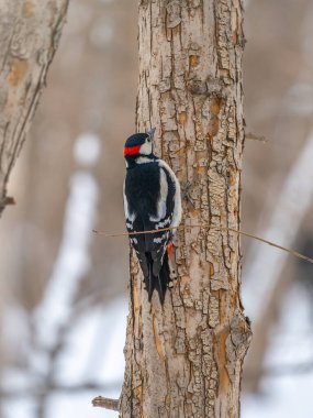 Küçük ağaçkakan ağaç gövdesine oturur. Ağaçkakan kışın, büyük benekli ağaçkakan Dendrocopos ana ağaçkakanı karla büyük bir ağaçtan yiyecek alır.
