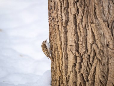 Ağaçta sürünen Avrasyalı küçük bir kuş. Şirin, ilginç orman kuşu Ağaç Bekçisi. Doğa geçmişi. Avrasya Ağaç Bekçisi ya da sıradan Ağaç Bekçisi. Erthia familiaris