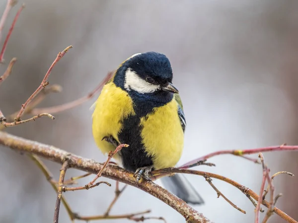 Cute Bird Great Tit Songbird Sitting Branch Leaves Autumn Winter — Stock fotografie