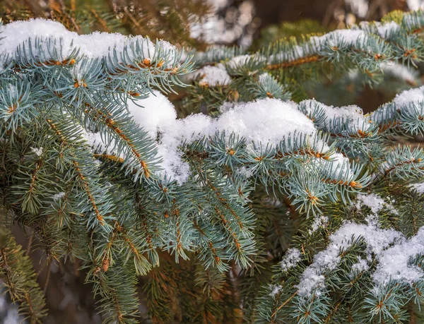 Rami Abete Verde Inverno Ricoperti Neve Rami Abete Come Sfondo — Foto Stock