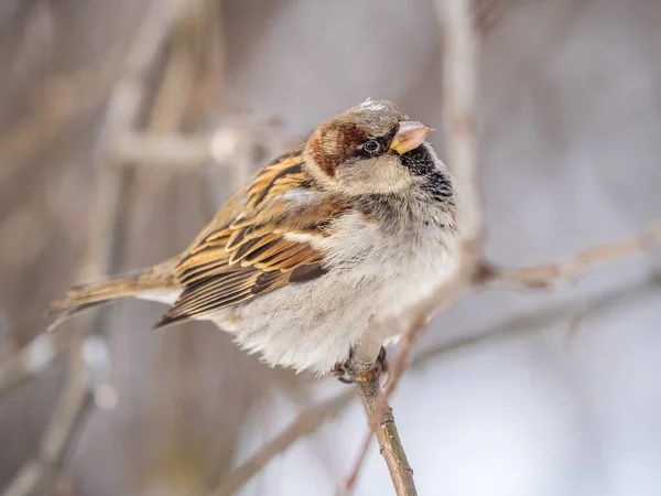 Sparrow Zit Een Tak Zonder Bladeren Sparrow Een Tak Herfst — Stockfoto