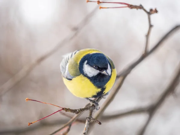 Cute Bird Great Tit Songbird Sitting Branch Leaves Autumn Winter — Stock fotografie