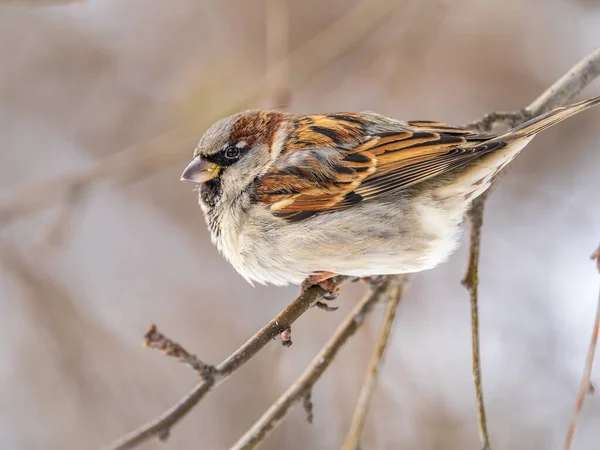 Sparrow Yaprakları Olmayan Bir Dalda Oturuyor Sonbaharda Kışın Bir Dalda — Stok fotoğraf