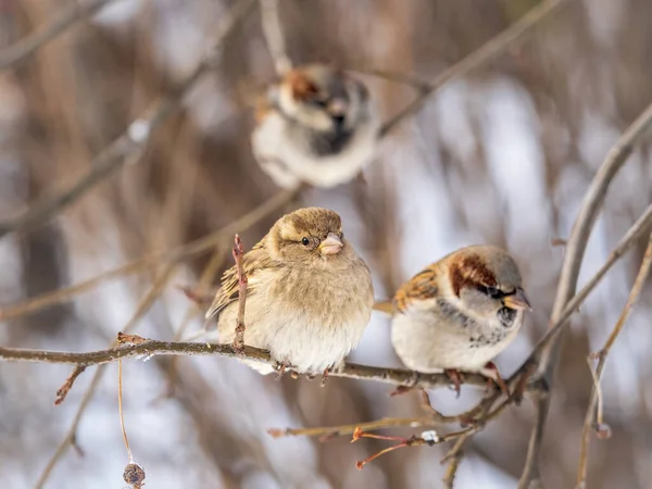 Două Sparrows Stă Ramură Fără Frunze Sparrows Ramură Toamnă Sau — Fotografie, imagine de stoc