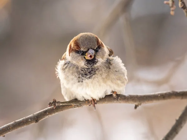 Sparrow Senta Ramo Sem Folhas Pardal Ramo Outono Inverno — Fotografia de Stock