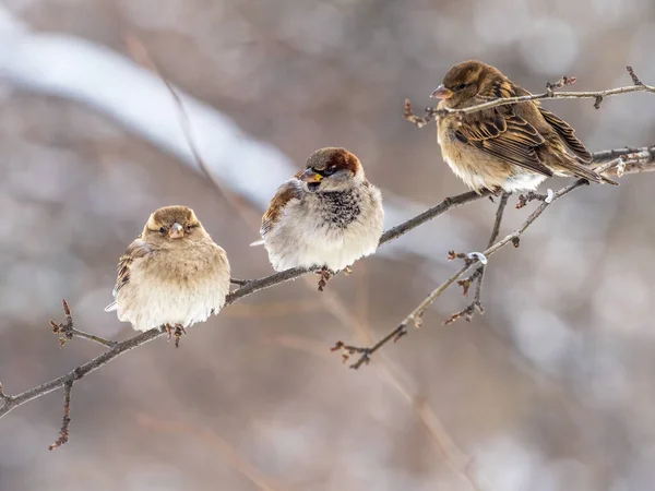 Three Sparrows Sits Branch Leaves Sparrows Branch Autumn Winter — Stock Photo, Image