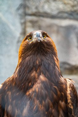 Yırtıcı Kuş Altın Kartal 'ın portresi. Altın kartal, Aquila chrysaetos, kuzey yarımkürede yaşayan bir yırtıcı kuş türüdür..
