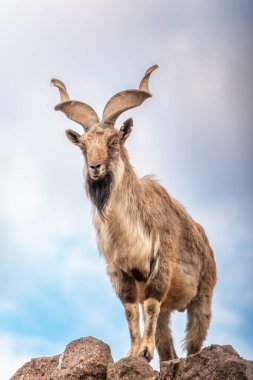 Markhor, Capra Falconeri, Orta Asya 'ya özgü vahşi keçi Karakoram ve Himalayalar mavi gökyüzü arka planında duran kayalar. Erkekler sıkıca kıvrılmış, tirbuşon gibi boynuzları var, 160 cm uzunluğunda.