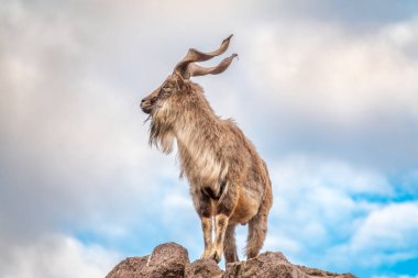 Markhor, Capra Falconeri, Orta Asya 'ya özgü vahşi keçi Karakoram ve Himalayalar mavi gökyüzü arka planında duran kayalar. Erkekler sıkıca kıvrılmış, tirbuşon gibi boynuzları var, 160 cm uzunluğunda.