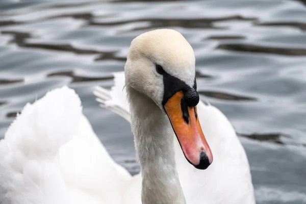 Retrato Elegante Cisne Blanco Con Cuello Largo Sobre Fondo Agua —  Fotos de Stock