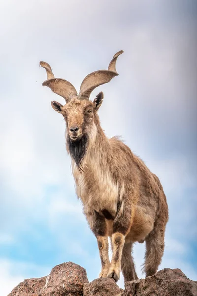 Markhor Capra Falconeri Wild Goat Native Central Asia Karakoram Himalayas — Stock Photo, Image