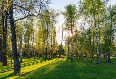 Bahar parkındaki ağaçların arasından güneş. Baharda güzel bir park Ağaçların arasından parlayan parlak güneş Ağaçların arasından parlayan güneş.
