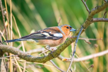 Yaygın papatya çayırı, baharda yeşil arka planda bir dala oturur. Vahşi yaşamın güzel ötücü kuşu papatya çayı. Sıradan ispinoz mu yoksa latin adı Fringilla Coelebs mi?.