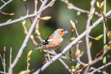 Yaygın papatya çayırı, baharda yeşil arka planda bir dala oturur. Vahşi yaşamın güzel ötücü kuşu papatya çayı. Sıradan ispinoz mu yoksa latin adı Fringilla Coelebs mi?.