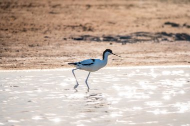 Fareli köyün avocet 'i, Recurvirostra avosetta, uzun, ters dönmüş gagalı ve uzun, mavimsi bacaklı büyük siyah ve beyaz bir balıkçıdır.