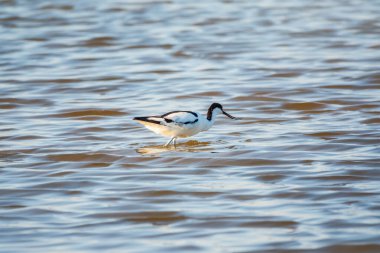 Su kuşu avocet, Recurvirostra avosetta, gölde besleniyor. Fareli köyün avocet 'i, uzun, ters dönmüş gagalı ve uzun, mavimsi bacaklı büyük siyah beyaz bir yağmurluktur.