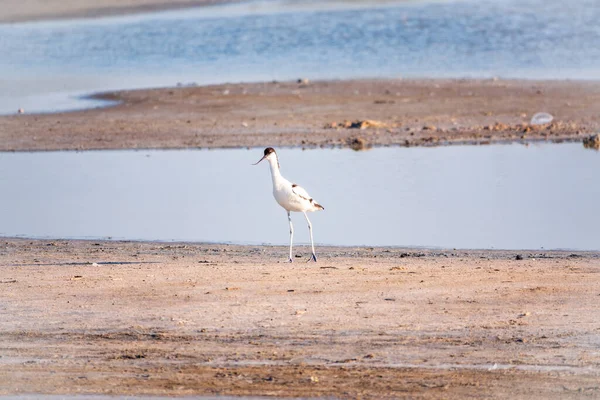 Pied Avocet Recurvirostra Avosetta Velký Černobílý Blatník Dlouhým Převráceným Zobákem — Stock fotografie