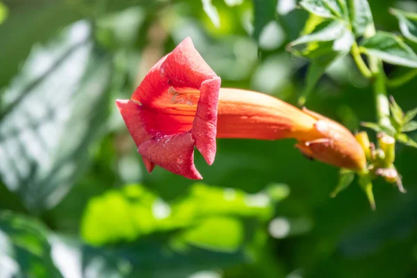 Червоні Квіти Campsis Grandiflora Цвітуть Влітку Campsis Grandiflora Широко Відома — стокове фото