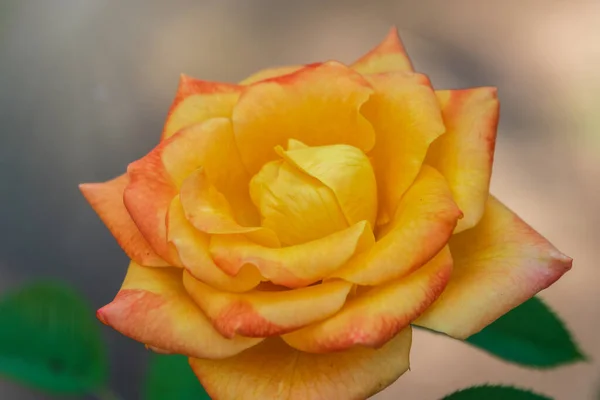 Gelb Rote Rose Auf Grünem Verschwommenem Hintergrund Kopierraum Hintergrund — Stockfoto