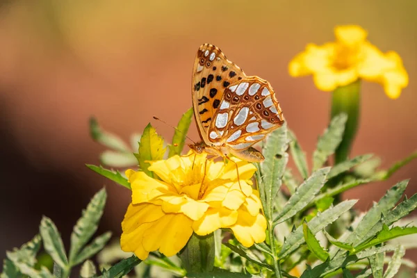Бабочка Королева Испанской Фрикадельки Лат Иссория Латония Сидящая Жёлтом Цветке — стоковое фото