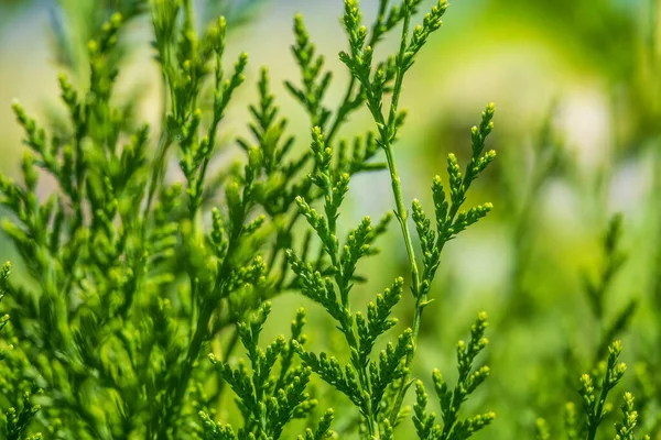 Las Ramas Verdes Las Hojas Jóvenes Del Árbol Thuja Imagen — Foto de Stock