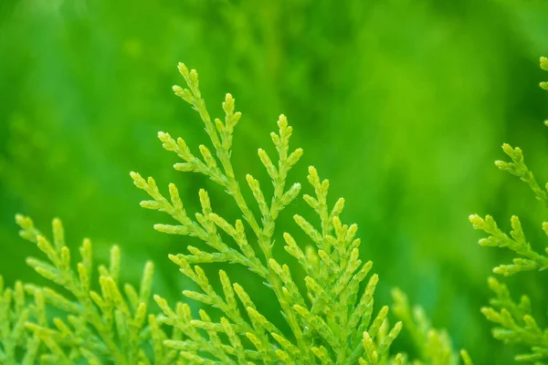 Yeşil dallar ve bir thuja ağacının taze yaprakları. Arkaplan resmi.