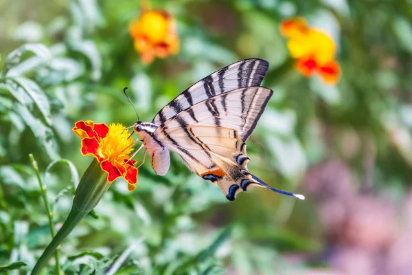 Schöne Schmetterling Schwalbenschwanz Segel Schwalbenschwanz Birnbaum Schwalbenschwanz Podalirius Schmetterling Segelboote — Stockfoto