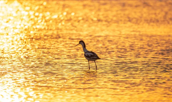 水の鳥は オレンジ色の日没の光の中で水の中に立って アヴォケット Recurvirostra Avosettaを支払った 上向きのくちばしと長い 青い足を持つ大規模な黒と白の歩く人です ロイヤリティフリーのストック画像