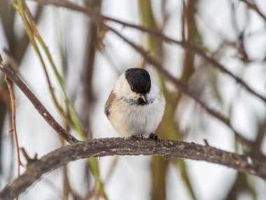 Cute bird The willow tit, song bird sitting on a branch without leaves in the winter. Willow tit perching on tree in winter. The willow tit, lat. Poecile montanus.