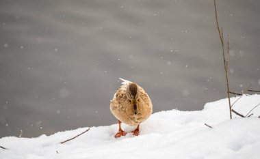 Beyaz kar arka planında sarı renkli Mallard dişi ördek. Hayvan polimorfizmi. Karda bir ördek dişi portresi. Mallard, lat. Anas platyrhynchos, kadın