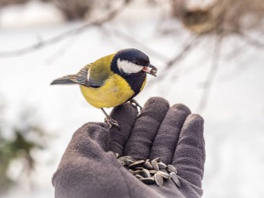 A tit sits on a man's hand and eats seeds. Taking care of birds in winter.