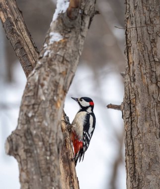 Küçük ağaçkakan ağaç gövdesine oturur. Ağaçkakan kışın, büyük benekli ağaçkakan Dendrocopos ana ağaçkakanı karla büyük bir ağaçtan yiyecek alır.