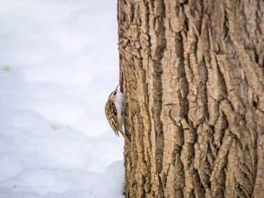 Ağaçta sürünen Avrasyalı küçük bir kuş. Şirin, ilginç orman kuşu Ağaç Bekçisi. Doğa geçmişi. Avrasya Ağaç Bekçisi ya da sıradan Ağaç Bekçisi. Erthia familiaris