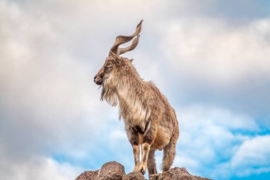 Markhor, Capra Falconeri, Orta Asya 'ya özgü vahşi keçi Karakoram ve Himalayalar mavi gökyüzü arka planında duran kayalar. Erkekler sıkıca kıvrılmış, tirbuşon gibi boynuzları var, 160 cm uzunluğunda.