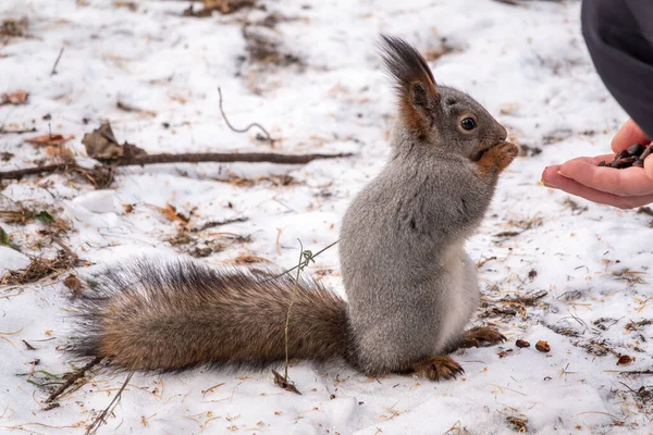Squirrel Winter Eating Nuts Man Hand Caring Animals Winter Autumn — Stock Photo, Image