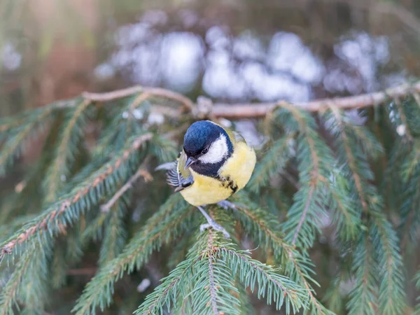 Cute Bird Great Tit Songbird Sitting Nice Fir Branch Parus — Stockfoto